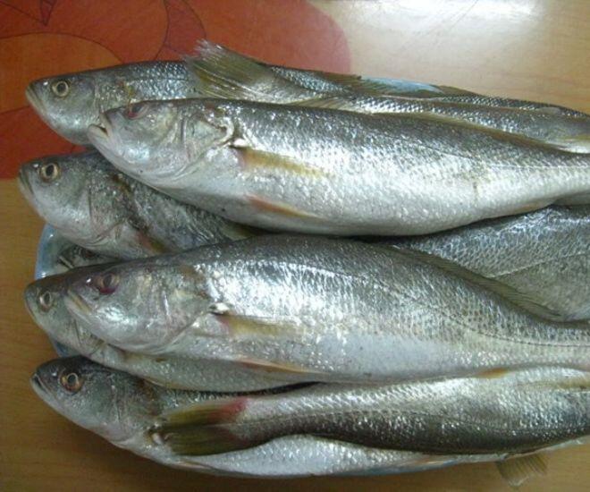Lo&agrave;i c&aacute; nghe t&ecirc;n 
