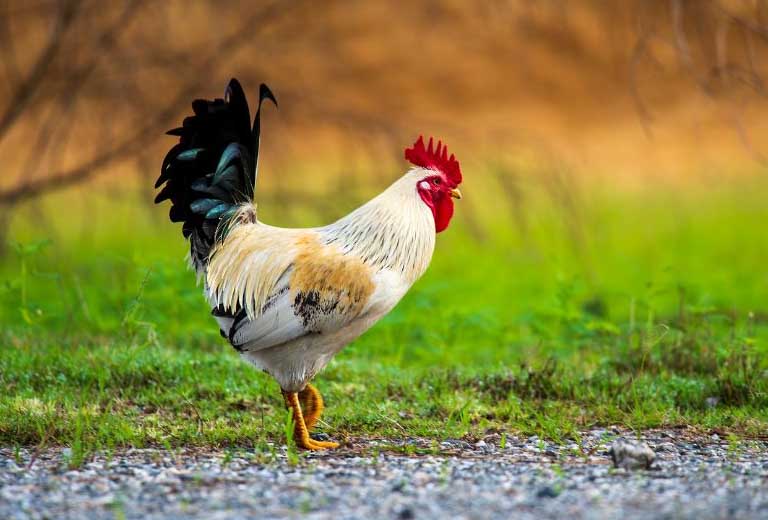 C&agrave;ng gần cuối năm c&agrave;ng vượng: 4 con gi&aacute;p được dự b&aacute;o li&ecirc;n tiếp đ&oacute;n cơ hội t&agrave;i ch&iacute;nh, trả sạch nợ nần - Ảnh 2.