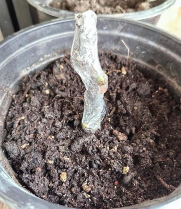 Cứ nghĩ m&agrave;ng bọc thực phẩm chỉ để bọc đồ ăn, ai ngờ lại giải quyết được h&agrave;ng loạt việc nh&agrave; phiền phức - Ảnh 4.