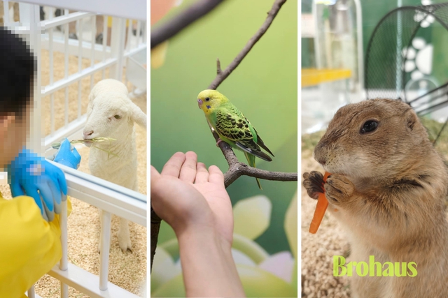 Một c&aacute;i &ocirc;m với th&uacute; cưng v&agrave; mảng t&oacute;c rụng: Điều c&aacute;c bậc phụ huynh cần biết năm 2026 - Ảnh 3.