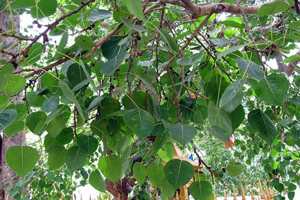 Người xưa c&oacute; c&acirc;u 