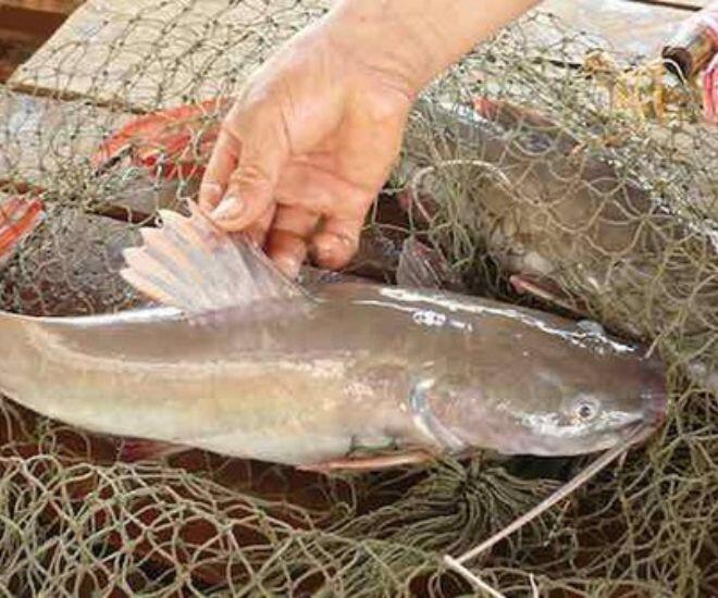 Lo&agrave;i c&aacute; l&agrave; 