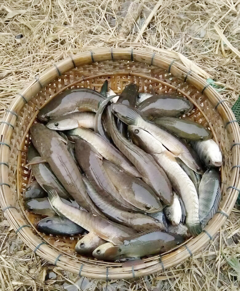 C&aacute; cửng: Lo&agrave;i c&aacute; l&agrave; 