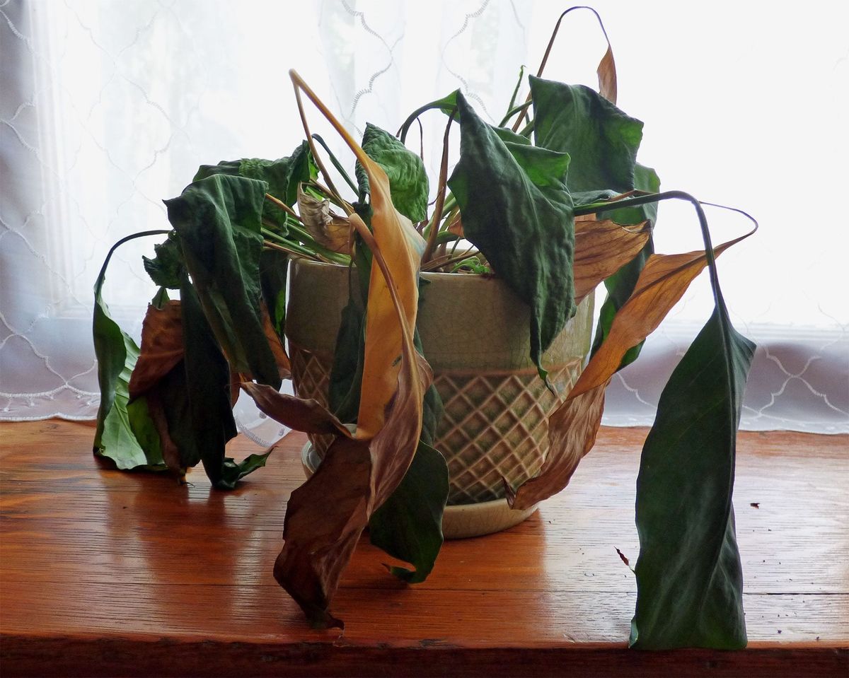 6 loại c&acirc;y 
