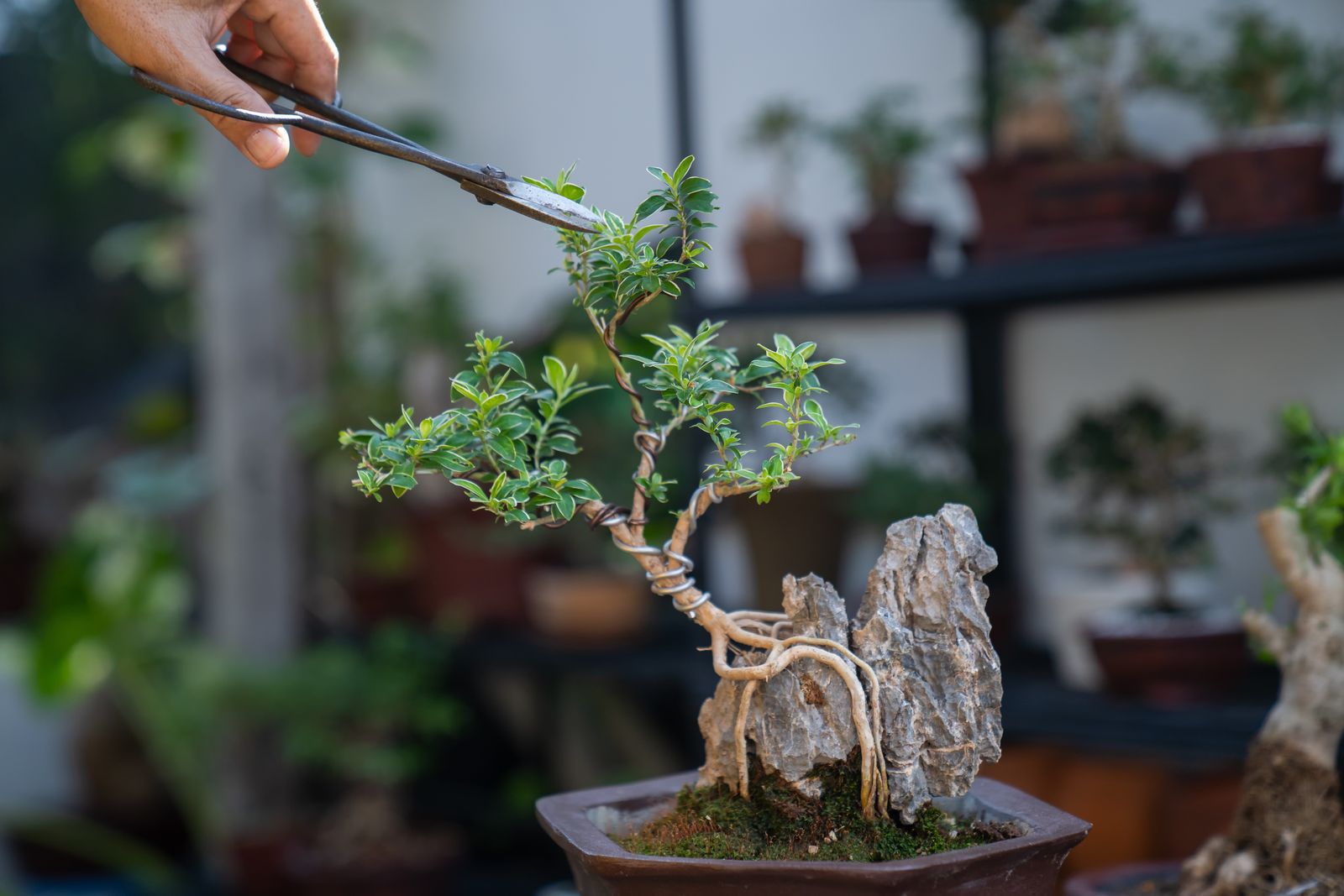 6 loại c&acirc;y 