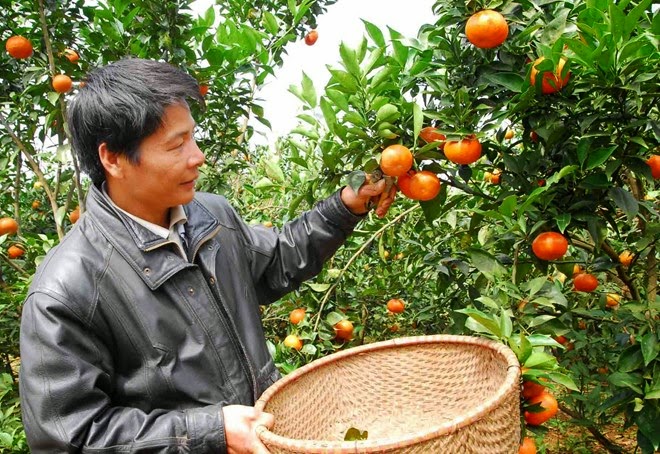 Loại quả Việt Nam lọt top ngon nhất thế giới: Chỉ c&oacute; ở Nghệ An, từng tiến vua, kh&aacute;ch đặt mua khi c&ograve;n xanh - Ảnh 3.