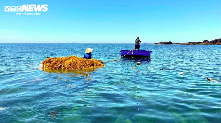 Rong mơ Quảng Ng&atilde;i mang lại thu nhập bạc triệu cho ngư d&acirc;n mỗi ng&agrave;y - Ảnh 5.