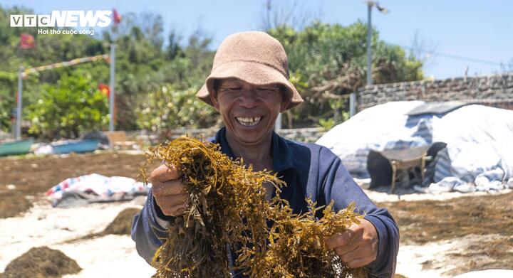 Rong mơ Quảng Ng&atilde;i mang lại thu nhập bạc triệu cho ngư d&acirc;n mỗi ng&agrave;y - Ảnh 7.