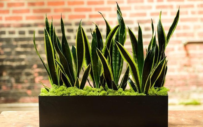 4 lời khuy&ecirc;n d&agrave;nh cho c&aacute;c gia đ&igrave;nh đang trồng c&acirc;y lưỡi hổ - Ảnh 1.