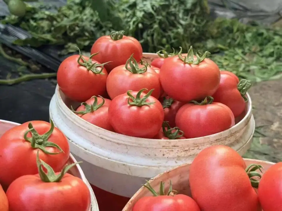 Bao năm mua c&agrave; chua, bạn sẽ thấy tiếc v&igrave; kh&ocirc;ng biết th&ocirc;ng tin n&agrave;y sớm hơn! - Ảnh 2.