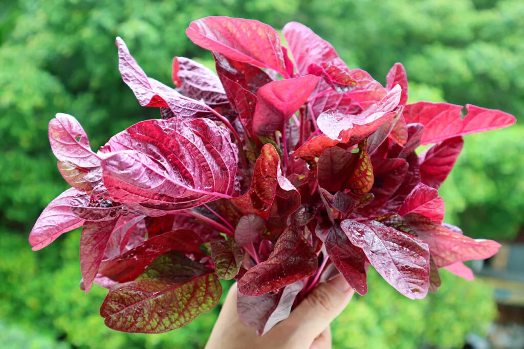 Việt Nam c&oacute; loại 