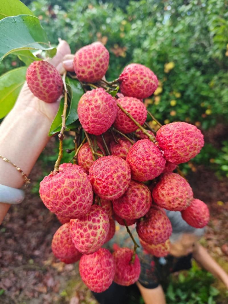 Ăn vải thế n&agrave;o mới đ&uacute;ng? 3 m&oacute;n tuyệt ngon nấu từ tr&aacute;i vải - Ảnh 1.