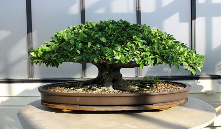 3 loại c&acirc;y n&ecirc;n đặt ở ph&ograve;ng kh&aacute;ch sống trăm năm: Được xem như 