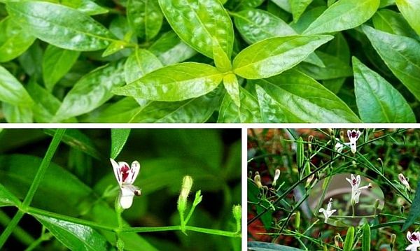 Ít ai biết: Một số loại rau củ quen thuộc lại có khả năng chống viêm tự nhiên đáng kinh ngạc - Ảnh 3.