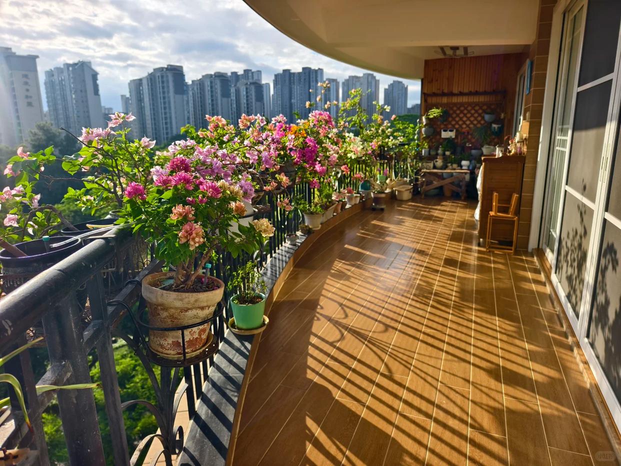 Người đàn ông khoe ban công hoa giấy đẹp