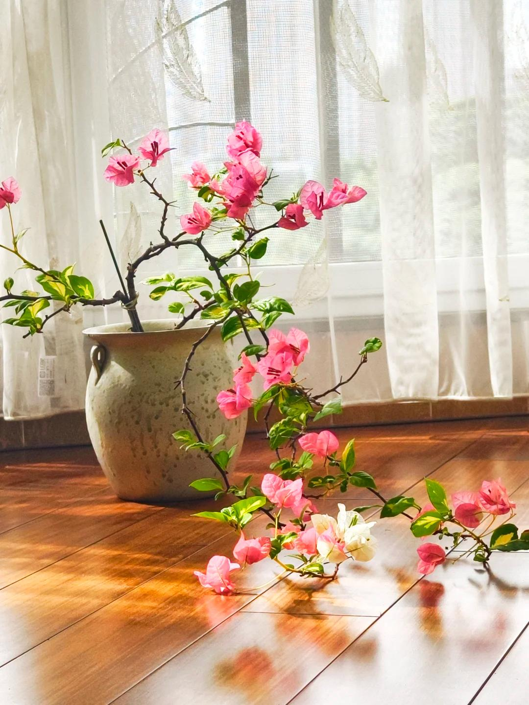 Người đàn ông khoe ban công hoa giấy đẹp
