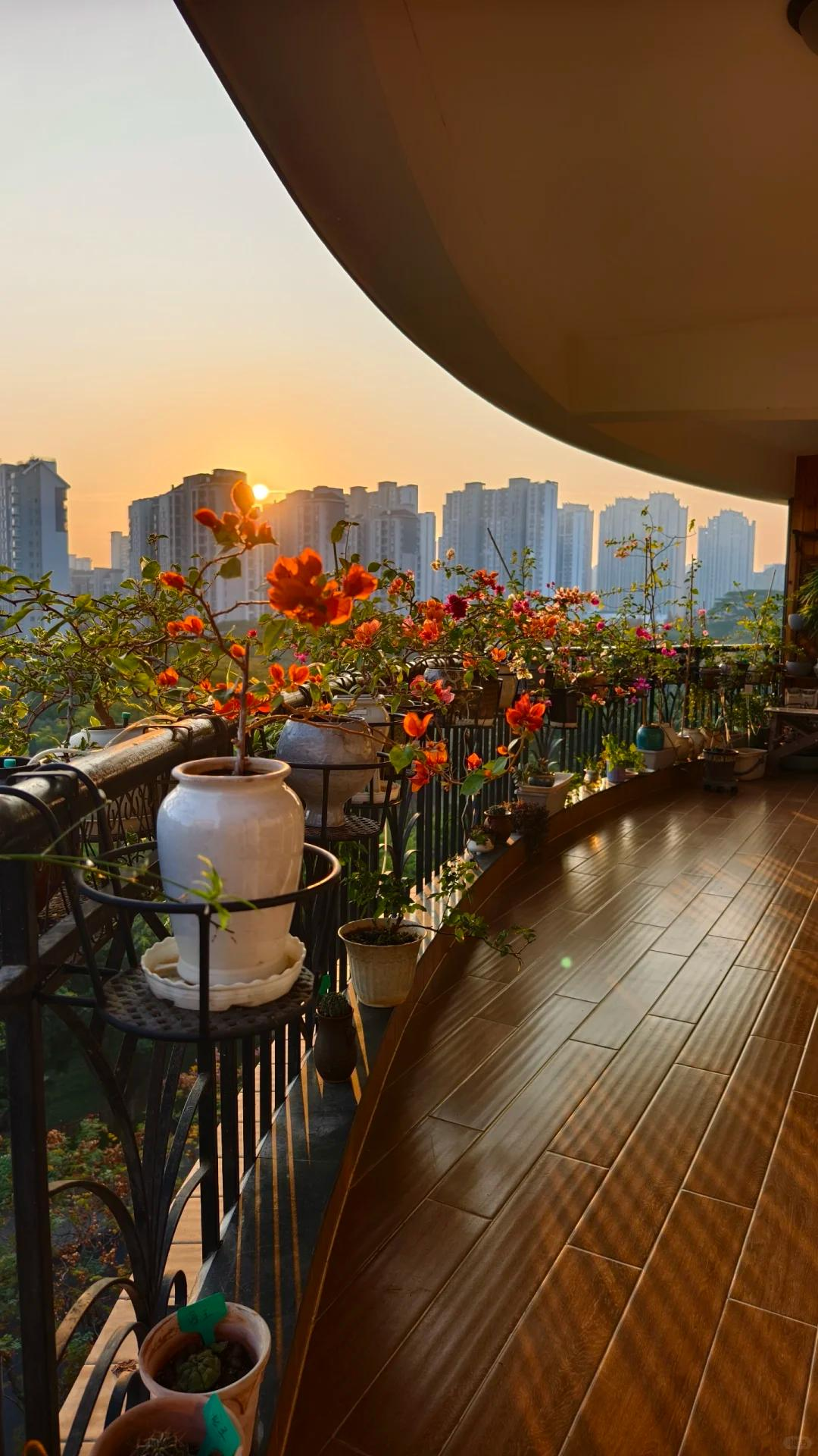 Người đàn ông khoe ban công hoa giấy đẹp
