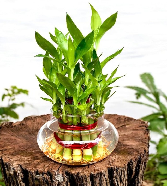 7 loại c&acirc;y n&ecirc;n trồng ở ban c&ocirc;ng: 