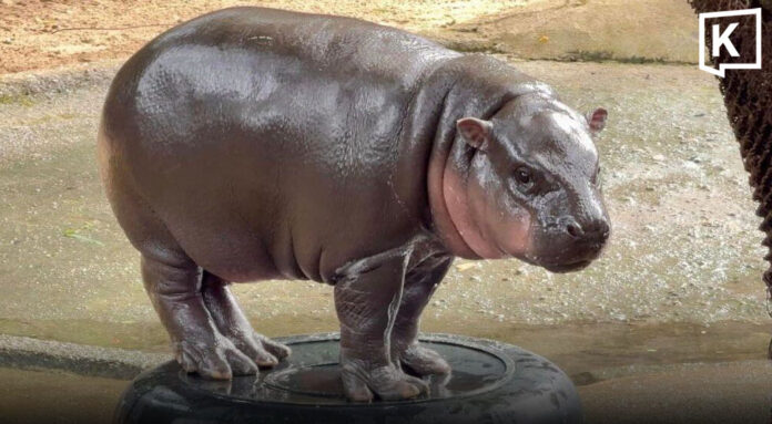 Sinh nhật Moo Deng 2 tuổi: Lễ hội vui nhộn và khu Làng hà mã mới tại Khao Kheow - Ảnh 1. Sinh nhật Moo Deng 2 tuổi: Lễ hội vui nhộn và khu Làng hà mã mới tại Khao Kheow - Ảnh 1.