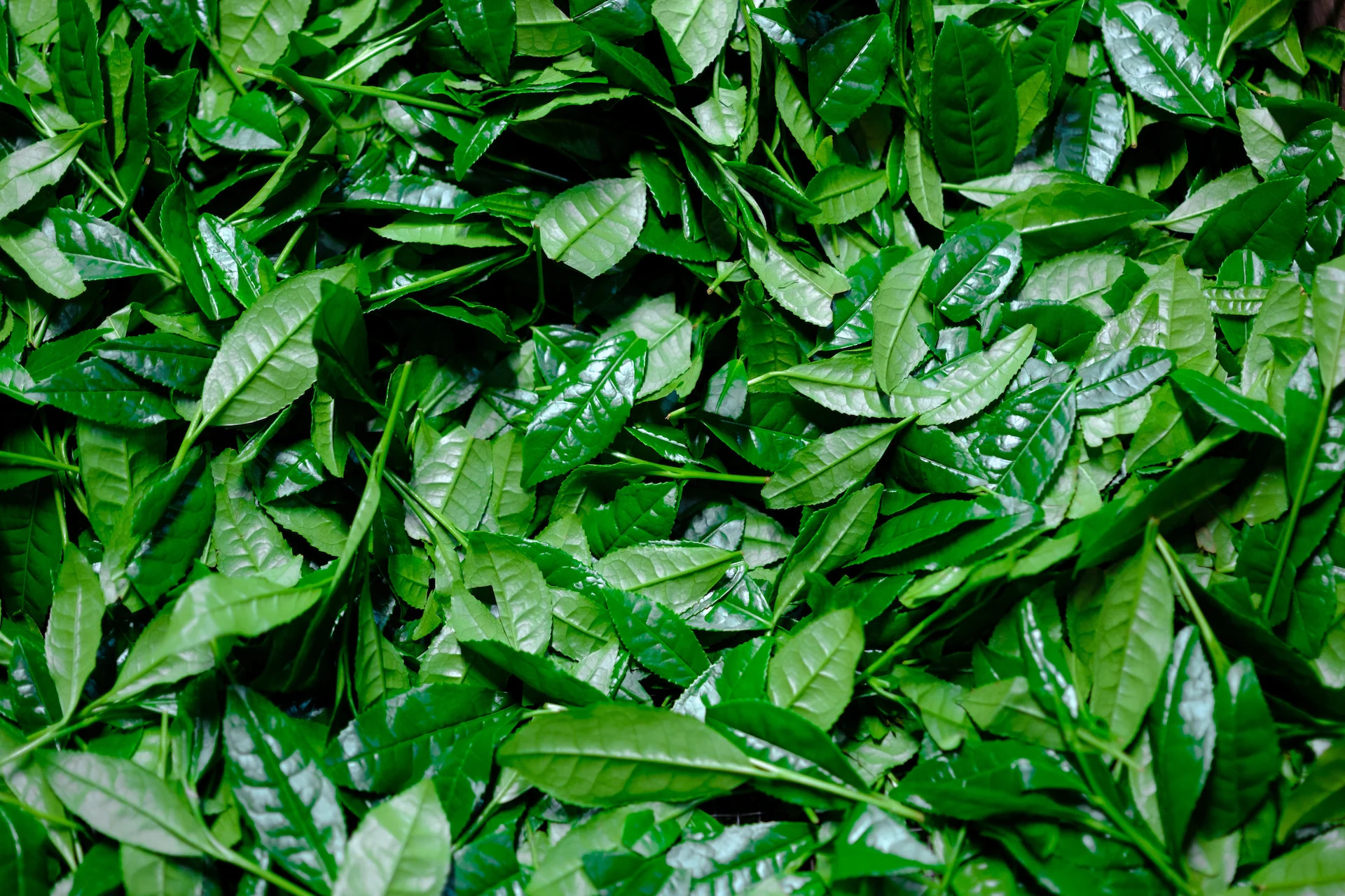 Loại đồ uống 