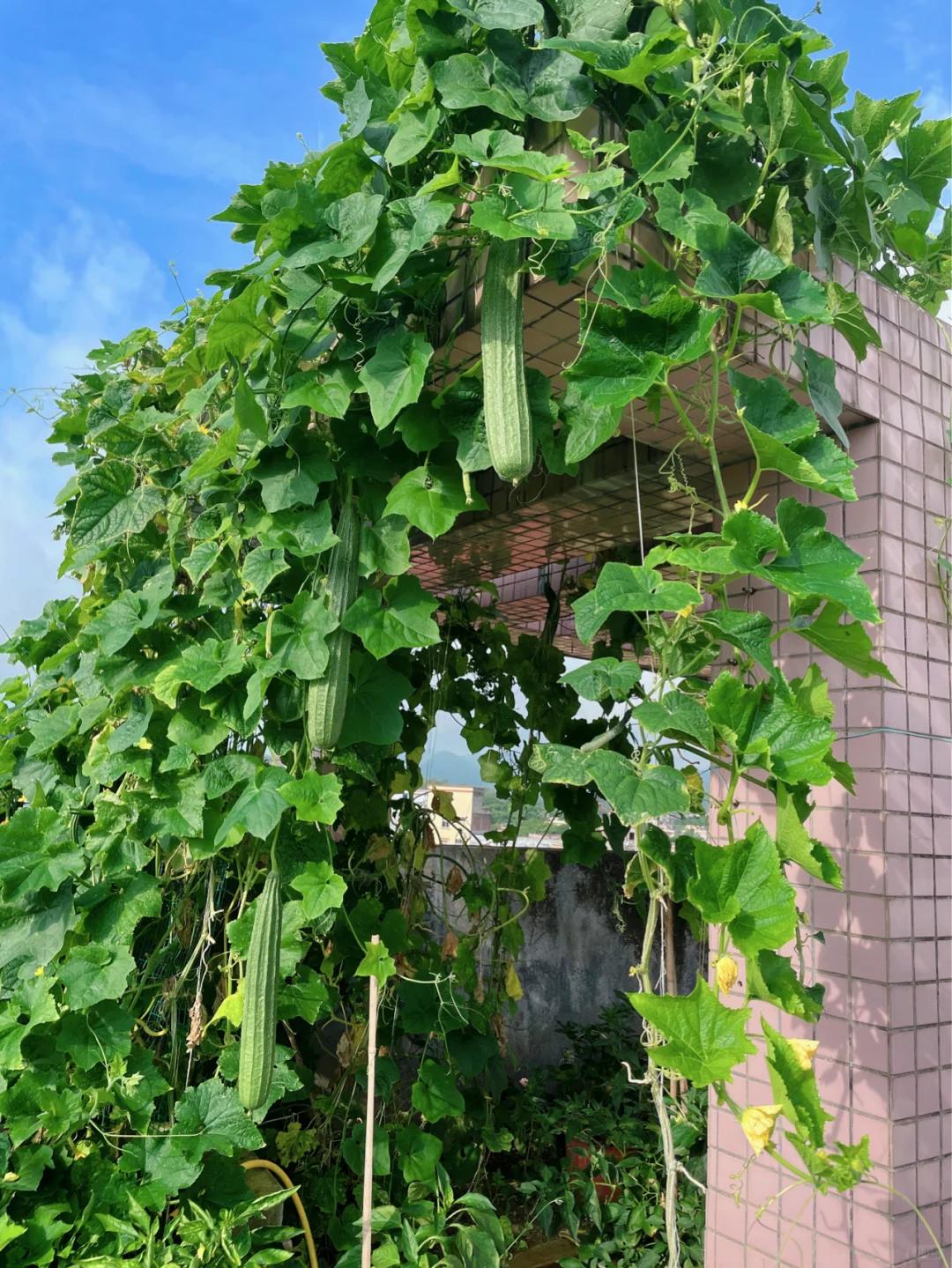 Một gi&agrave;n mướp phủ k&iacute;n t&ograve;a nh&agrave; 6 tầng khiến d&acirc;n mạng th&iacute;ch th&uacute;: Chỉ một c&acirc;y m&agrave; cả khu đều c&oacute; mướp ăn, ai nh&igrave;n cũng muốn trồng - Ảnh 5.