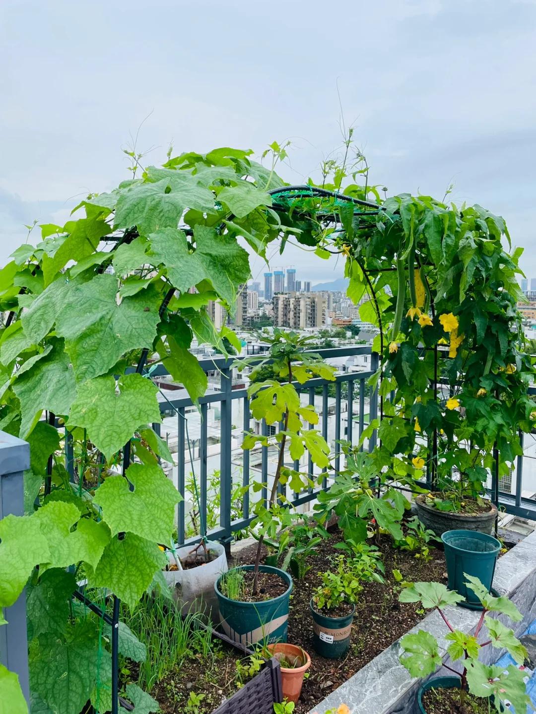 Một gi&agrave;n mướp phủ k&iacute;n t&ograve;a nh&agrave; 6 tầng khiến d&acirc;n mạng th&iacute;ch th&uacute;: Chỉ một c&acirc;y m&agrave; cả khu đều c&oacute; mướp ăn, ai nh&igrave;n cũng muốn trồng - Ảnh 3.