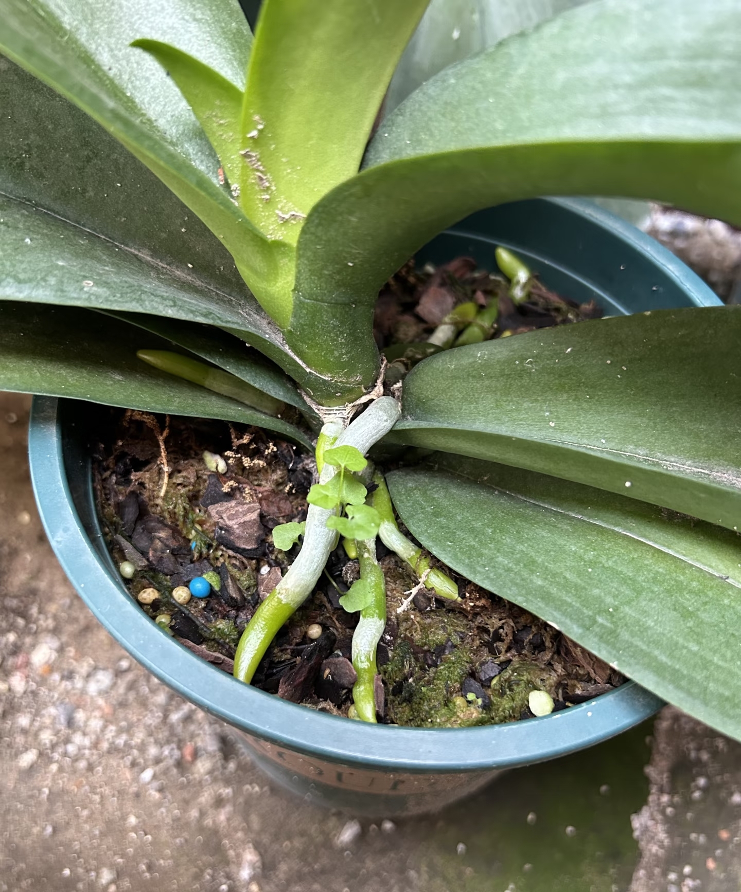 6 loại 