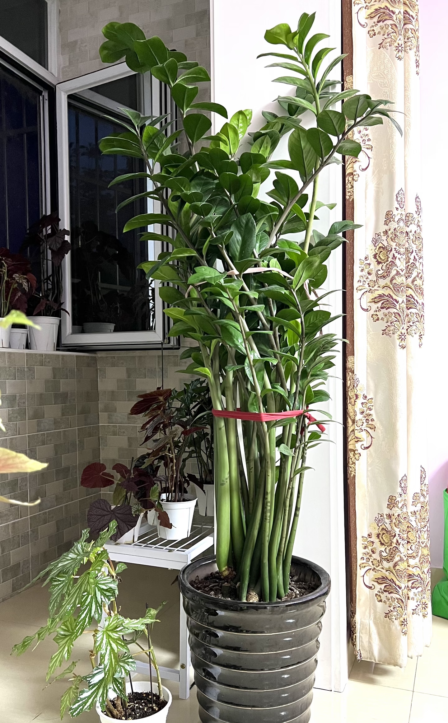 Cây kim tiền được nhiều gia đình yêu thích vì đẹp và mang ý nghĩa tài lộc, nhưng có 5 sự thật khiến không ít người mua về rồi mới hối hận - Ảnh 2.