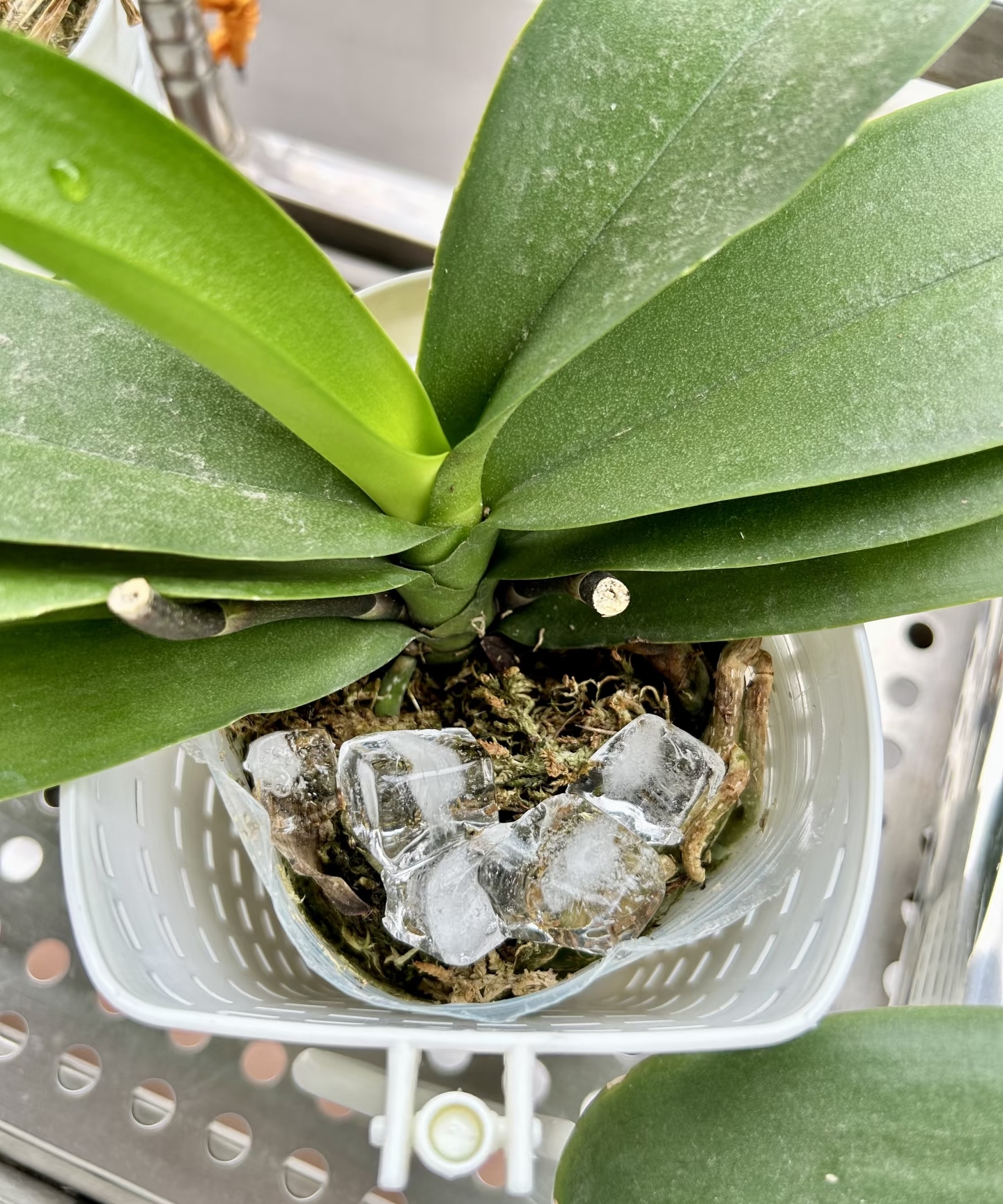 6 loại 
