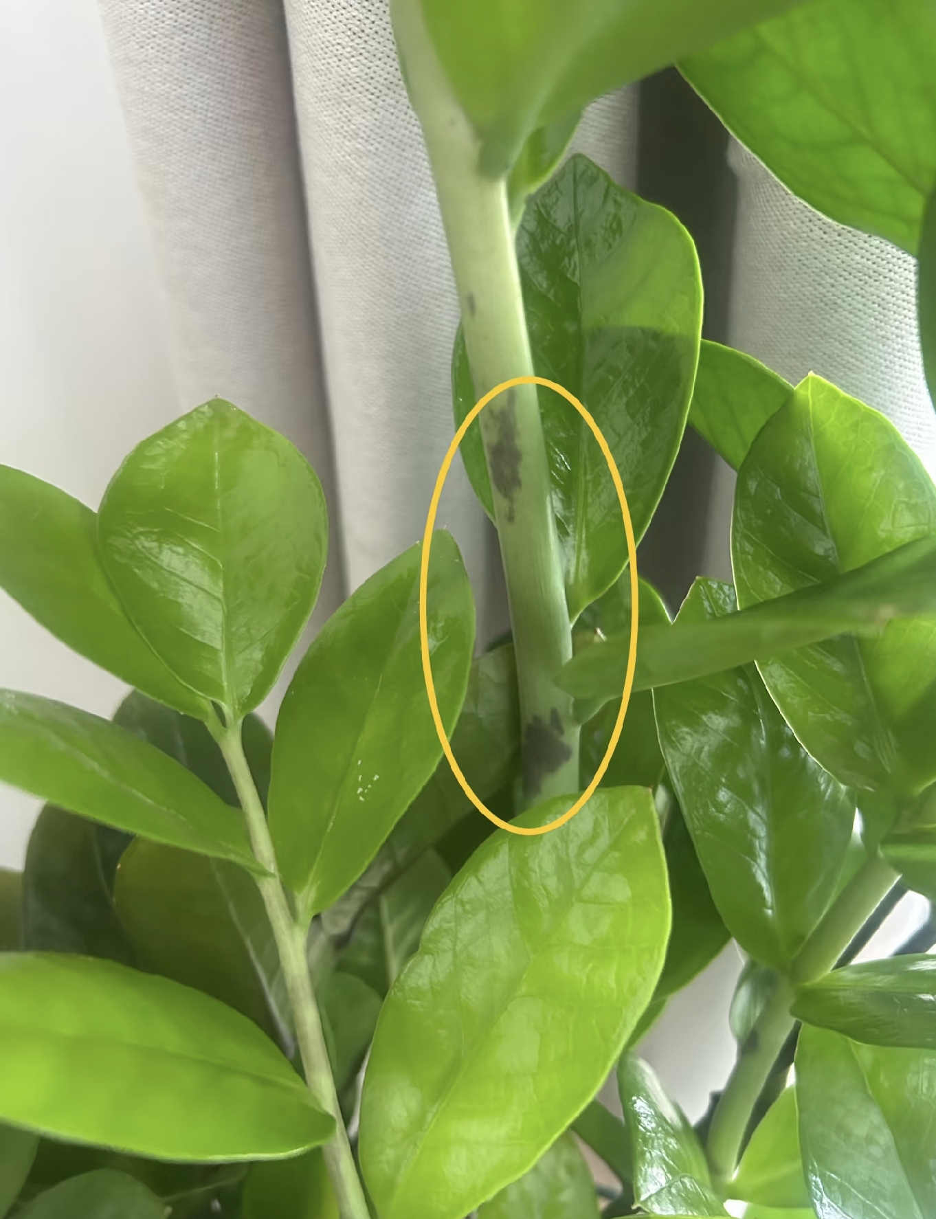 Cây kim tiền được nhiều gia đình yêu thích vì đẹp và mang ý nghĩa tài lộc, nhưng có 5 sự thật khiến không ít người mua về rồi mới hối hận - Ảnh 5.