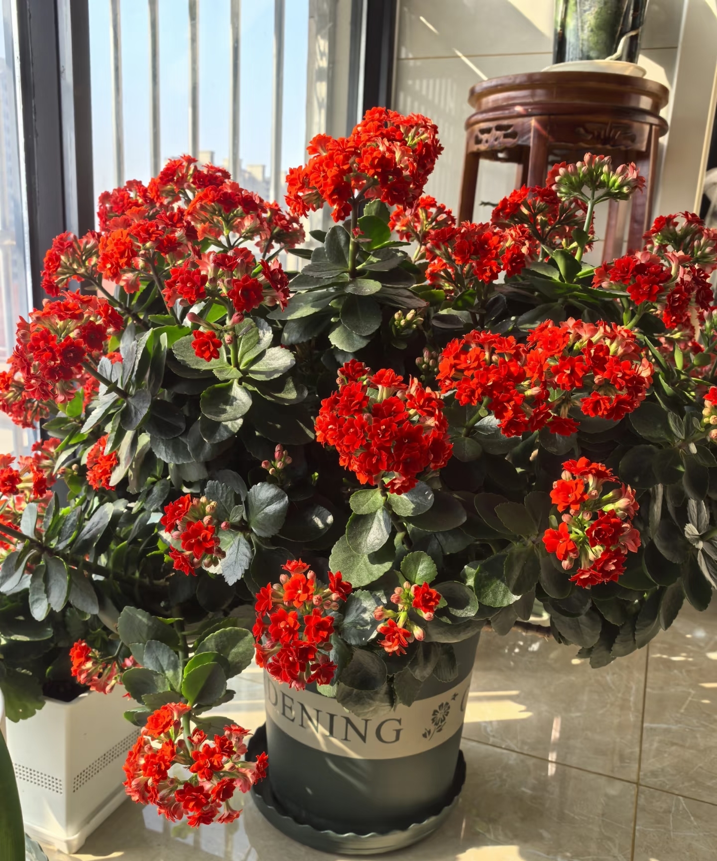 V&igrave; sao người xưa lu&ocirc;n khuy&ecirc;n trồng 5 loại c&acirc;y n&agrave;y trong nh&agrave;? C&acirc;u trả lời kh&ocirc;ng chỉ nằm ở phong thủy - Ảnh 3.