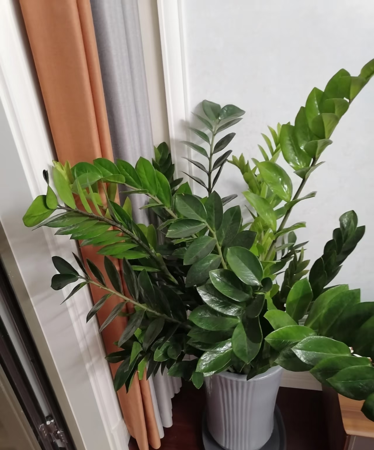 Cây kim tiền được nhiều gia đình yêu thích vì đẹp và mang ý nghĩa tài lộc, nhưng có 5 sự thật khiến không ít người mua về rồi mới hối hận - Ảnh 3.