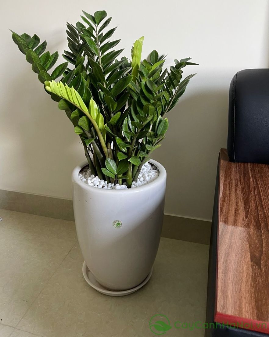 V&igrave; sao người xưa lu&ocirc;n khuy&ecirc;n trồng 5 loại c&acirc;y n&agrave;y trong nh&agrave;? C&acirc;u trả lời kh&ocirc;ng chỉ nằm ở phong thủy - Ảnh 4.