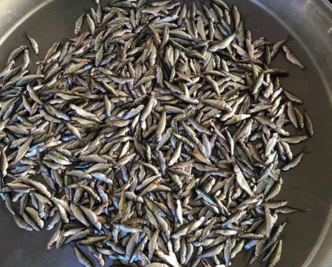 Loại c&aacute; nhỏ b&eacute; nhưng lại khiến bao thực kh&aacute;ch phải mong chờ - Ảnh 1.