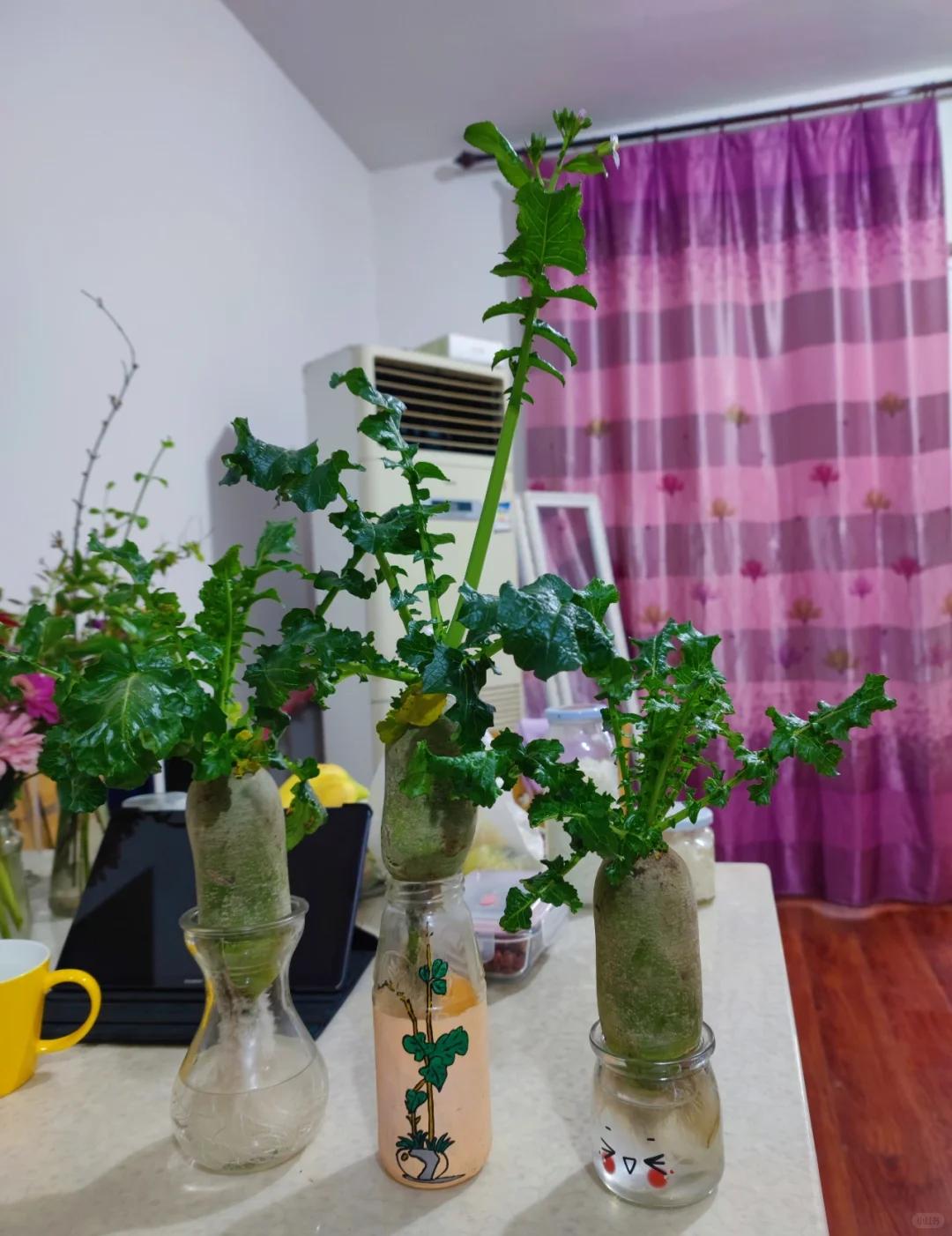 Chi chưa đến 10.000 đồng, người phụ nữ tạo được chậu cây khiến cư dân mạng đồng loạt hỏi cách làm - Ảnh 6.