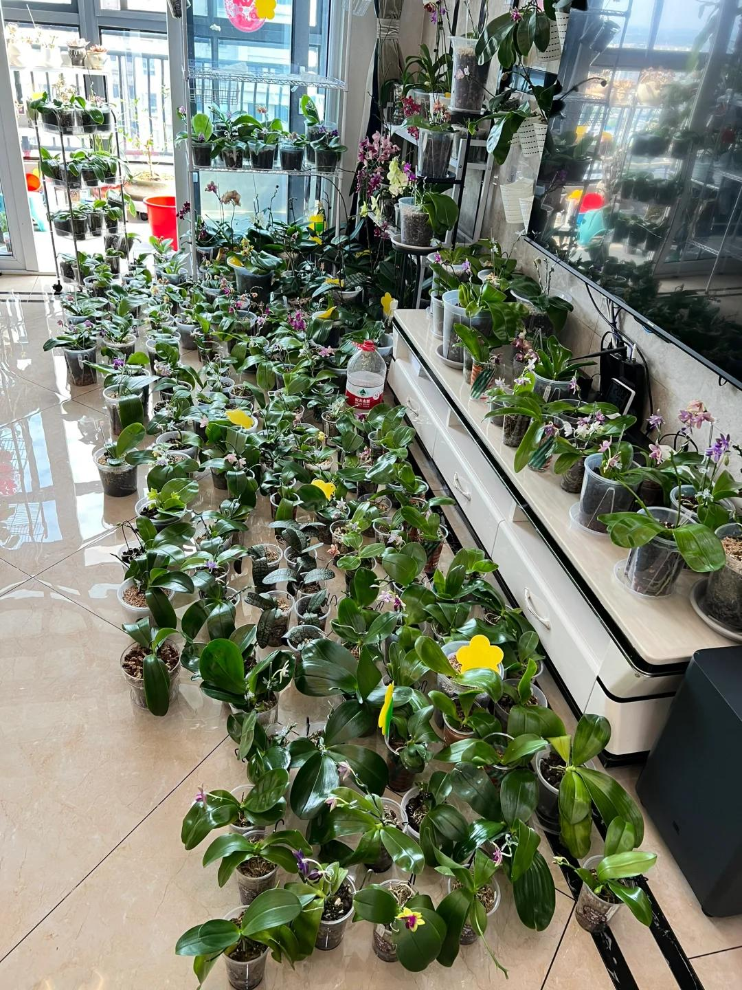 Cô gái khoe phòng khách kín hoa lan và quả quyết: