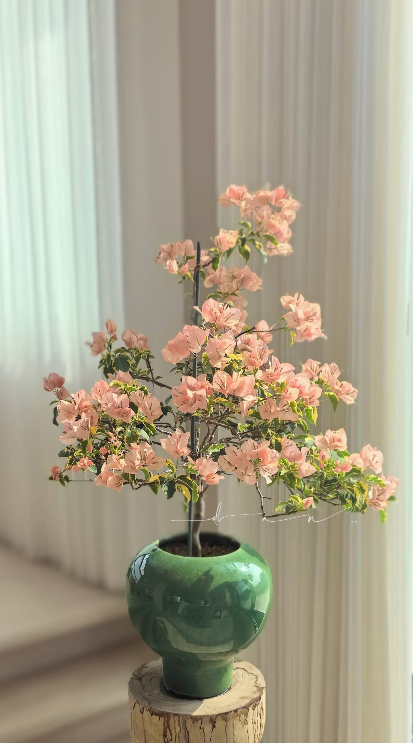 Tôi học được 4 mẹo trồng hoa