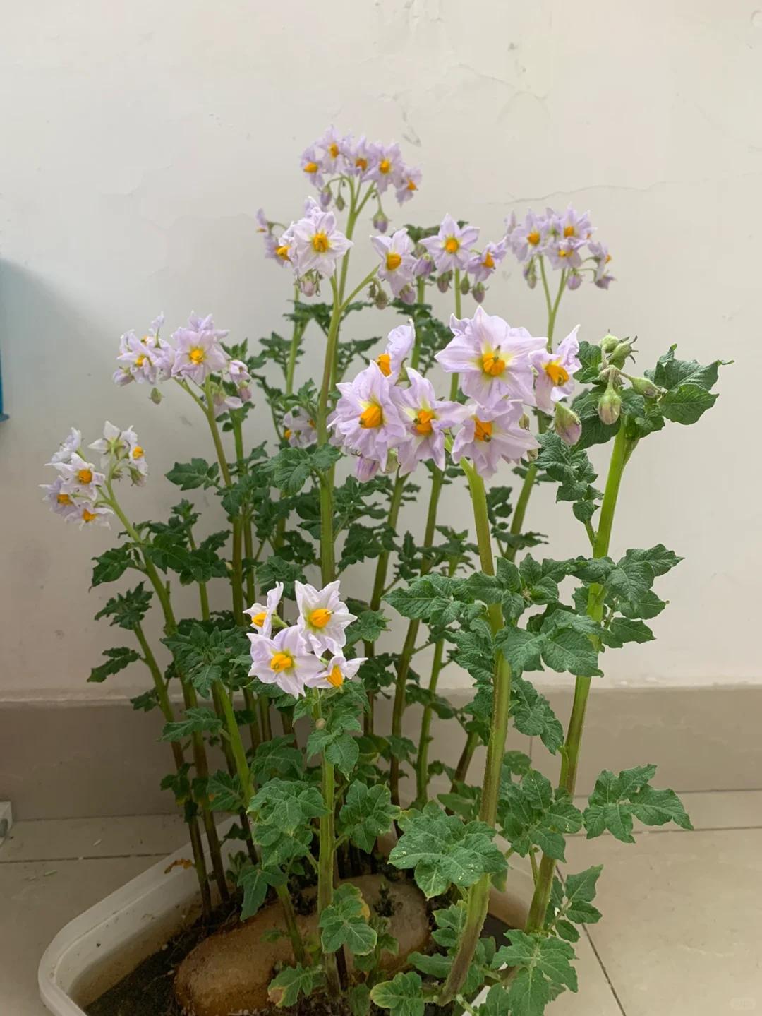 Chi chưa đến 10.000 đồng, người phụ nữ tạo được chậu cây khiến cư dân mạng đồng loạt hỏi cách làm - Ảnh 5.