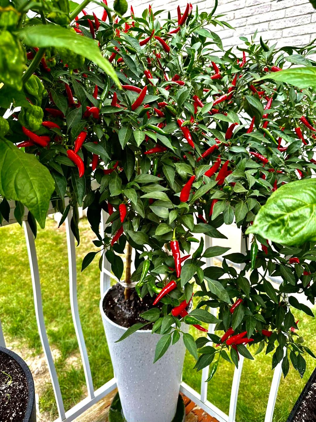 Chỉ với những chiếc xô nhựa, bà cụ thu hoạch gần 25kg ớt: Cư dân mạng trầm trồ