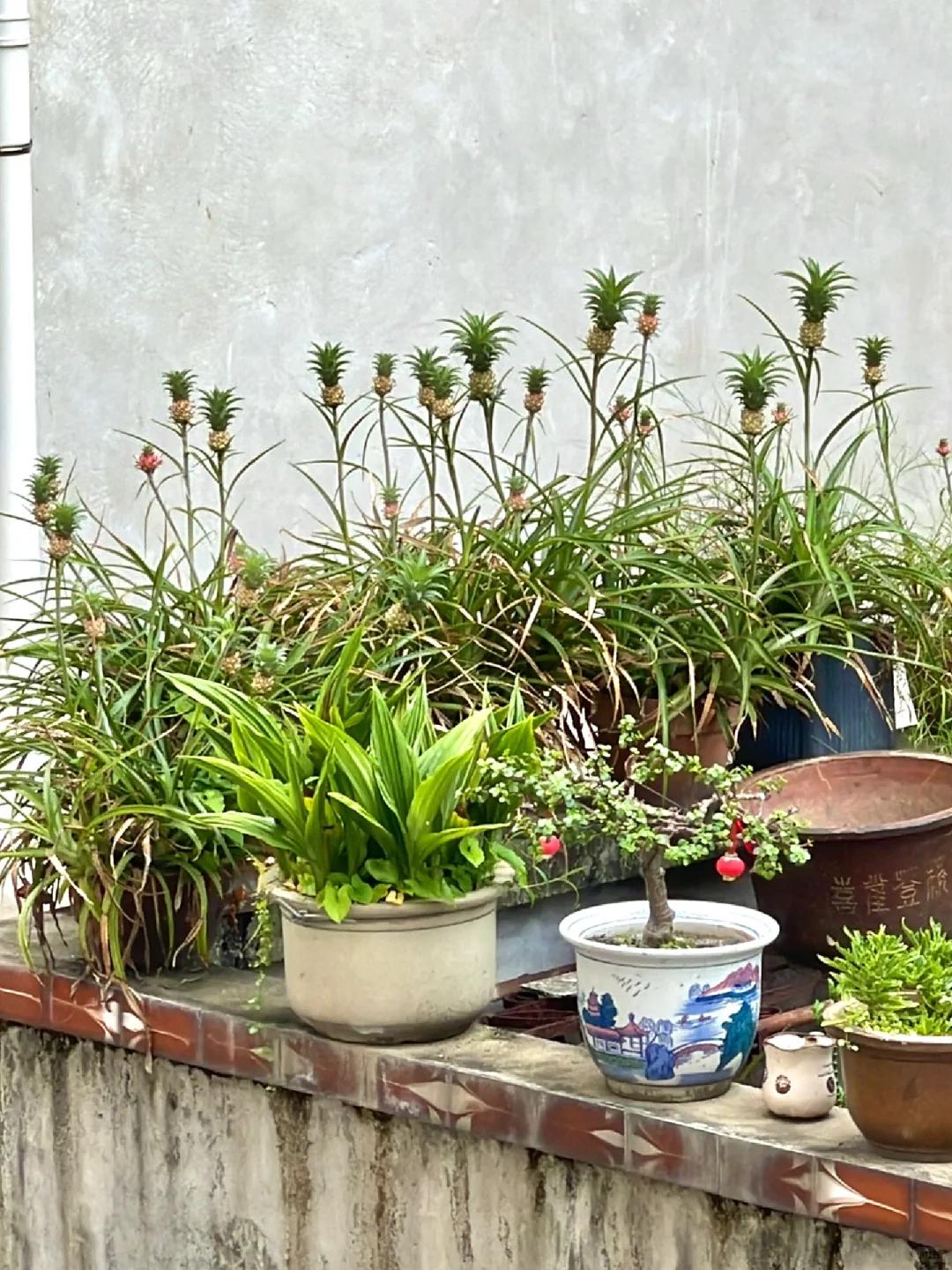 Chậu dứa mini của b&agrave; ngoại bất ngờ g&acirc;y sốt mạng x&atilde; hội: Hơn 100.000 người c&ugrave;ng 