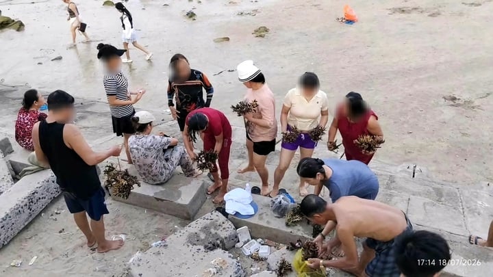 Bẻ san h&ocirc; H&ograve;n Chồng: Nh&oacute;m du kh&aacute;ch bị xử l&yacute; v&igrave; x&acirc;m hại hệ sinh th&aacute;i biển - Ảnh 1.