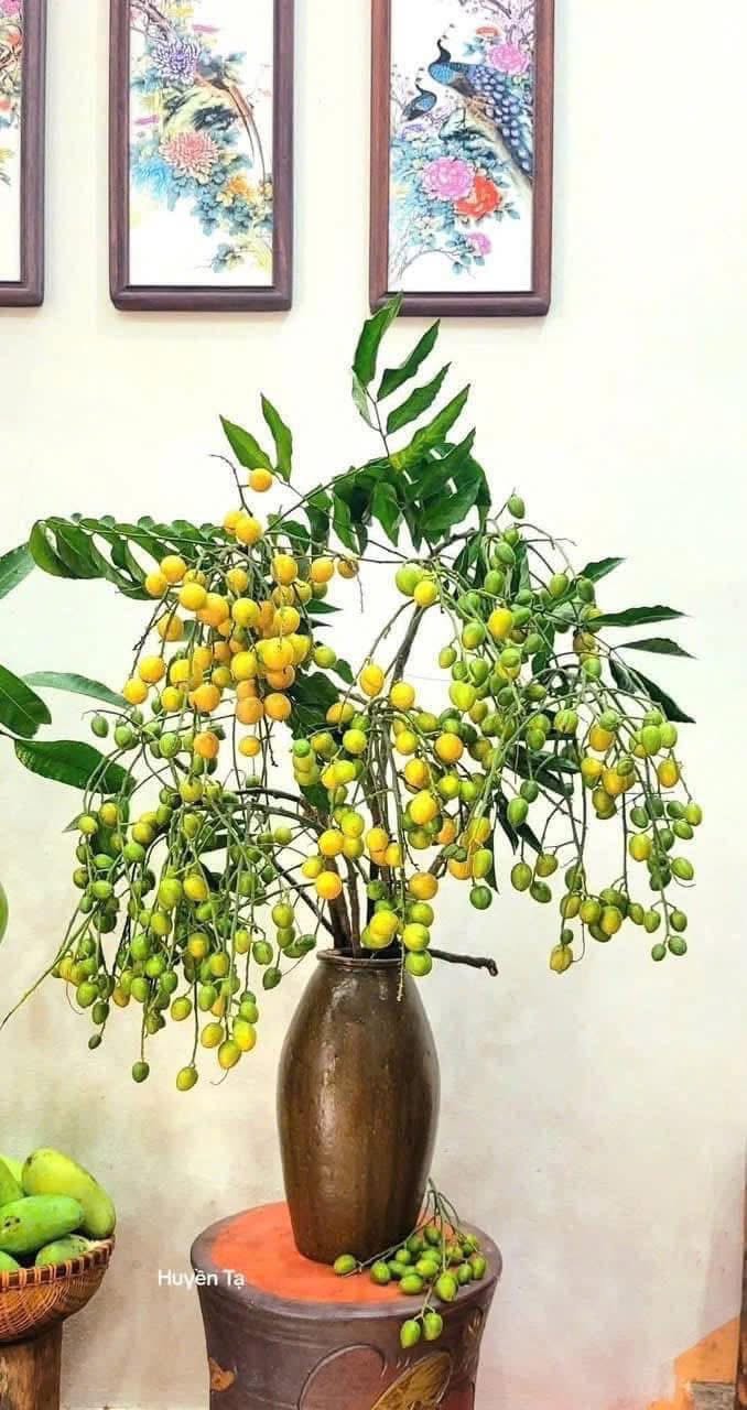 Cắm cành hồng bì mùa hè: Xu hướng trang trí nhà cửa cho không gian sống thêm sinh động - Ảnh 13. Cắm cành hồng bì mùa hè: Xu hướng trang trí nhà cửa cho không gian sống thêm sinh động - Ảnh 13.