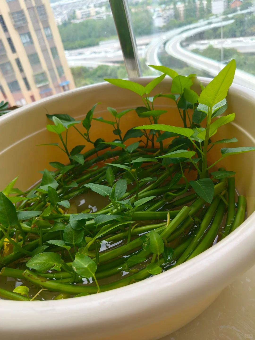 Chỉ từ v&agrave;i cọng rau muống v&agrave; một cốc nước, c&ocirc; g&aacute;i trẻ thu hoạch cả chậu rau sau một th&aacute;ng: C&aacute;ch trồng thủy canh khiến nhiều người muốn l&agrave;m theo - Ảnh 2.