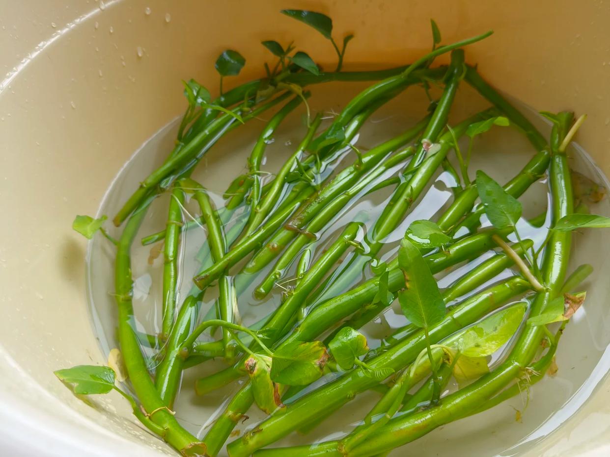 Chỉ từ v&agrave;i cọng rau muống v&agrave; một cốc nước, c&ocirc; g&aacute;i trẻ thu hoạch cả chậu rau sau một th&aacute;ng: C&aacute;ch trồng thủy canh khiến nhiều người muốn l&agrave;m theo - Ảnh 3.