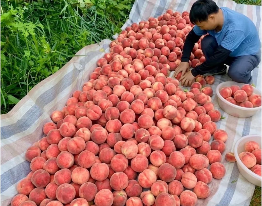 Khi mua đào, chọn đầu tròn hay đầu nhọn? Còn 4 bí quyết chọn đào ngon phải biết - Ảnh 7. Khi mua đào, chọn đầu tròn hay đầu nhọn? Còn 4 bí quyết chọn đào ngon phải biết - Ảnh 7.