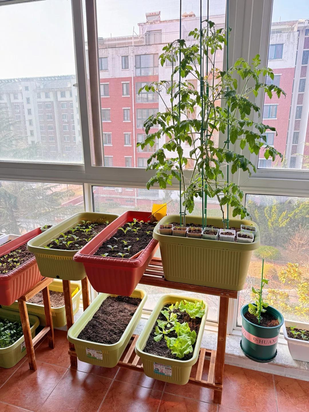 C&ocirc; g&aacute;i biến ban c&ocirc;ng 6m&sup2; th&agrave;nh vườn rau hơn 20 loại: Mỗi ng&agrave;y chăm 10 ph&uacute;t, rau xanh ăn kh&ocirc;ng hết - Ảnh 2.