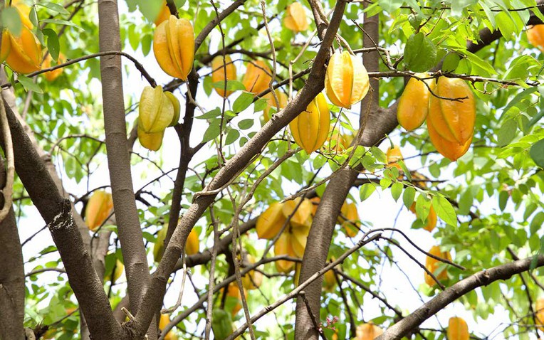 4 l&yacute; do v&igrave; sao n&ecirc;n trồng một c&acirc;y khế trong s&acirc;n nh&agrave; - Ảnh 1.
