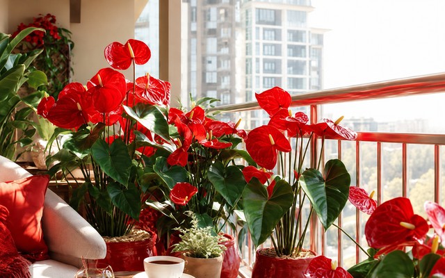 5 c&acirc;y hợp người mệnh Hỏa- Ảnh 2.