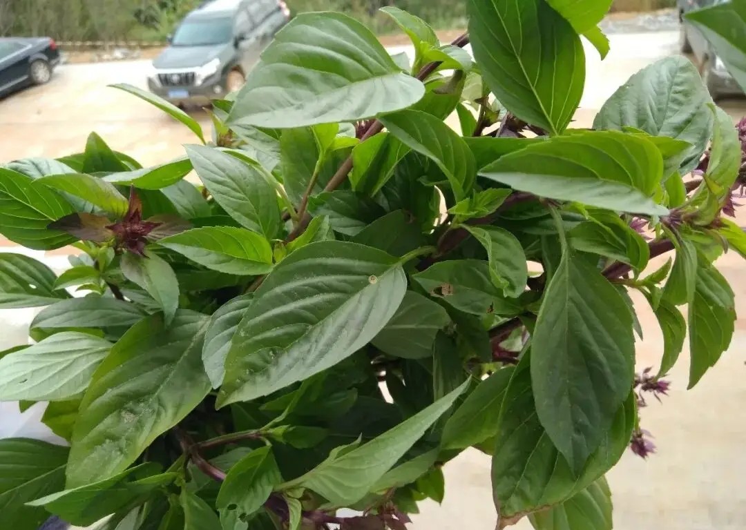 Vẫn l&agrave; m&oacute;n trứng chi&ecirc;n nhưng cho th&ecirc;m nắm l&aacute; n&agrave;y th&aacute;i nhỏ, hương vị n&acirc;ng tầm, thơm nức mũi v&agrave; ngon v&ocirc; c&ugrave;ng - Ảnh 1.