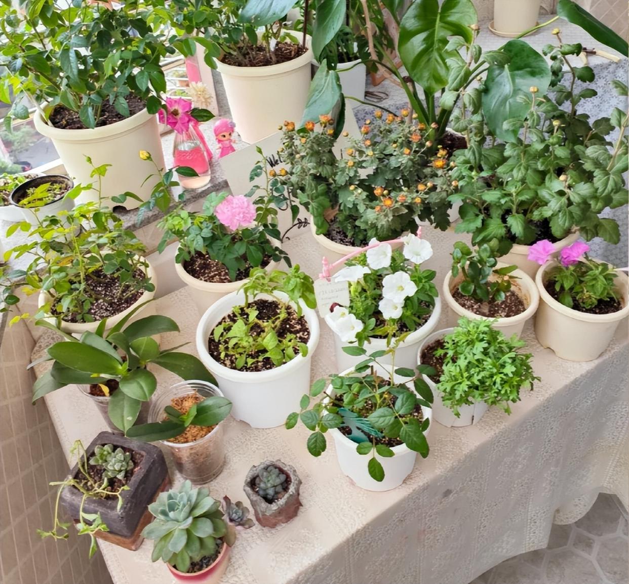 Vợ ch&ecirc; c&acirc;y chồng trồng vừa trơ vừa xấu, d&acirc;n mạng nh&igrave;n ảnh lại n&oacute;i: Đ&acirc;y l&agrave; người chơi c&acirc;y c&oacute; đẳng cấp - Ảnh 9.